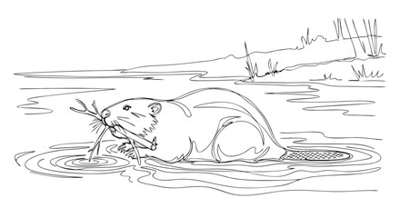 Obraz premium Cute cartoon beaver swimming with a stick in a lake or river, in black and white line art style, mammal animal character, vector illustration for coloring book