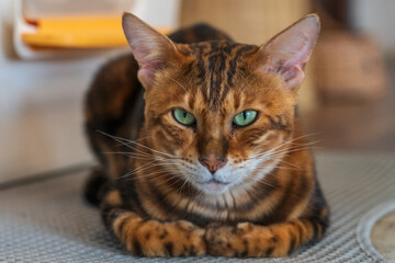 Cat at the Cat Cafe in Chiang Rai in Thailand