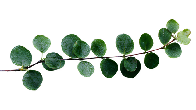 Top view of green leafy twig on white background