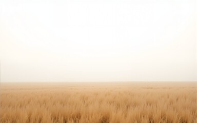 Endless Field of Dry Beige Grass Under a Blank White Sky. High quality