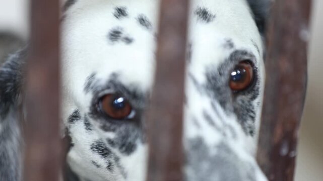 A striking Dalmatian dog with its iconic black spots looks out from behind the bars of a kennel. The tiled walls create a sterile environment, highlighting the dog's distinct pattern and soulful eyes.