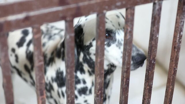 A striking Dalmatian dog with its iconic black spots looks out from behind the bars of a kennel. The tiled walls create a sterile environment, highlighting the dog's distinct pattern and soulful eyes.