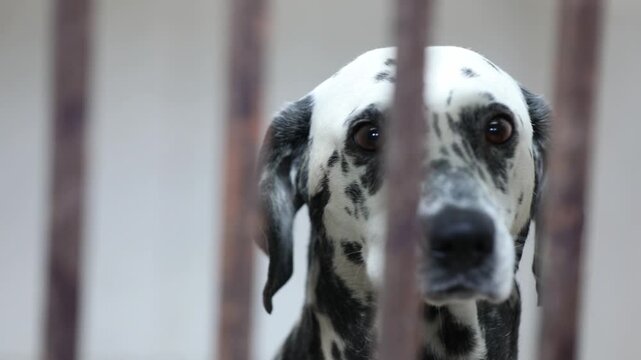 A striking Dalmatian dog with its iconic black spots looks out from behind the bars of a kennel. The tiled walls create a sterile environment, highlighting the dog's distinct pattern and soulful eyes.