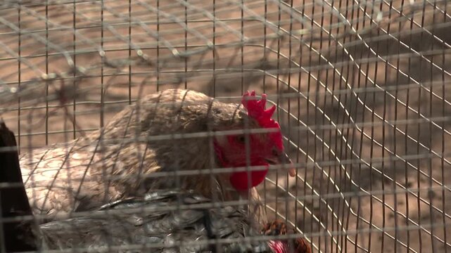 Close-up view of two chickens, one with a distinctive red, featherless neck and the other with speckled plumage, confined within a wire cage. The bright sunlight illuminates their features