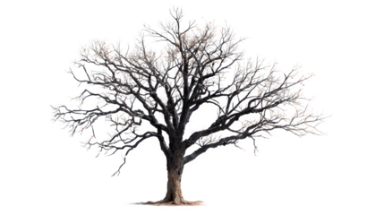 Aged leafless dark dead tree on a white background