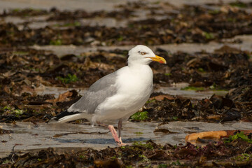 Goéland Argenté (Larus argentatus) oiseaux marins