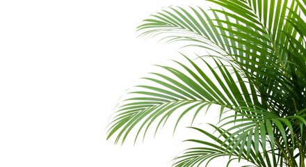 Green areca palm leaves isolated on transparent background in a corner view