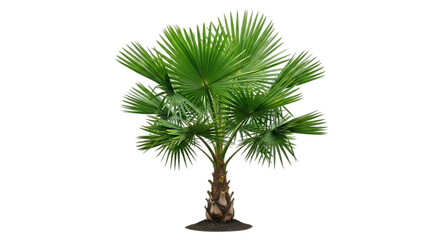 Dwarf palmetto palm tree isolated on transparent background in full view