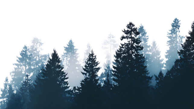 Foggy dark forest with tree silhouettes on a white background