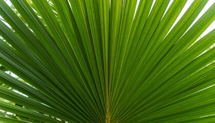 Obraz premium Close-up of vibrant green palm fronds