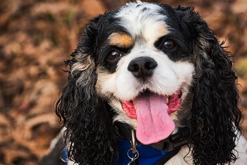 Beautiful party colored cocker spaniel headshot. 