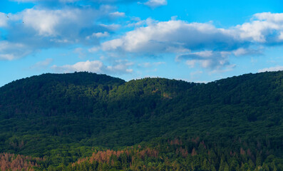 beautiful landscape of Carpathian mountains covered with green forest and white clouds in the sky casting shadow on trees