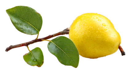 Fresh ripe pear fruit with stem on a white background