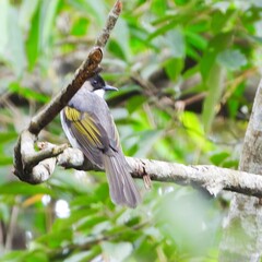 Gray bird with yellow wing feathers perches on a mossy tree branch amidst green foliage