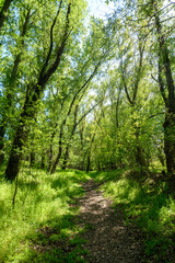 Fototapeta premium Beautiful spring landscape in the forest with a path, bright sunlight through the leaves of trees on the grass
