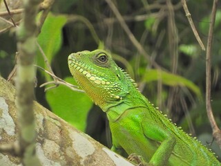Close up profile of a vibrant green lizard perched on a textured tree branch amidst lush foliage