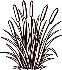 Hand drawn cluster of cattail plants with long leaves and seed heads isolated on white background illustration