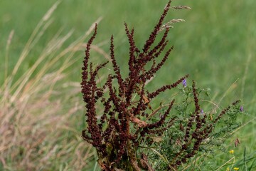 Common sorrel growing in a field with blurred background