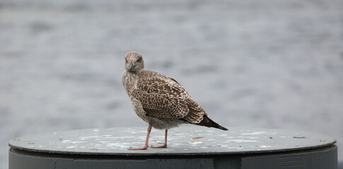 A colorful seagull stands on a round metal surface