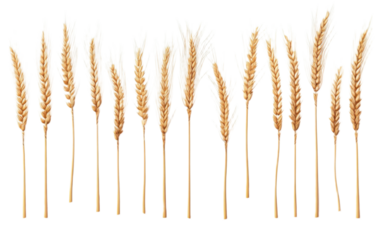 Wheat ears or heads set on transparent background, png