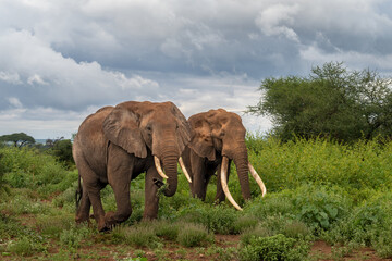 Craig the iconic super-tusker walks alongside a young bull elephant called an askari through green vegetation on a cloudy evening at the outskirts of Amboseli National Park, Kenya