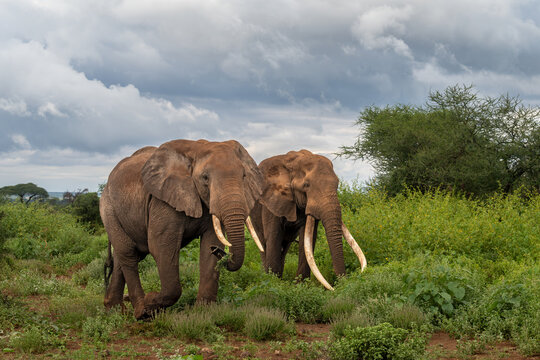 Craig the iconic super-tusker walks alongside a young bull elephant called an askari through green vegetation on a cloudy evening at the outskirts of Amboseli National Park, Kenya