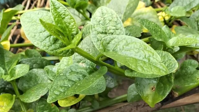 Healthy green malabar spinach leaves, organic pui shaak close-up footage 