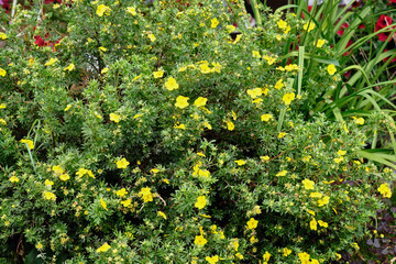 Vibrant yellow flowers bloom on lush green foliage in a garden during springtime