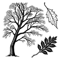 vector tree silhouette