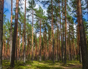Obraz premium Dense pine forest under a partly cloudy sky