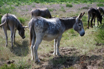 August 2025. Esel in der Wahner Heide, der Kulturlandschaft im Rheinland.