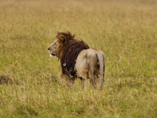 Fototapeta premium Male Lion Standing in the Grassland, Ngorongoro Crater, Tanzania