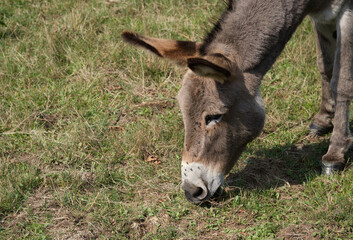 August 2025. Esel in der Wahner Heide, der Kulturlandschaft Nummer 1.