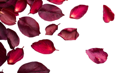 Flat lay of rose leaves on wooden surface for love theme
