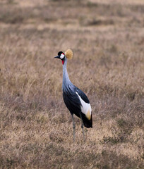 Grey Crowned Crane, National Bird of Tanzania, in Ngorongoro Crater