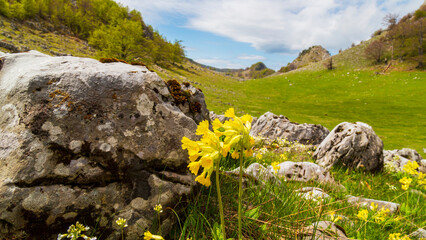 Beautiful spring flowers in the Carpathian Mountains, Europe