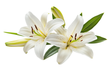 White Lily flower on transparent background, png