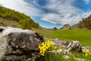 Beautiful spring flowers in the Carpathian Mountains, Europe