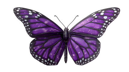 Obraz premium Purple monarch butterfly on white background