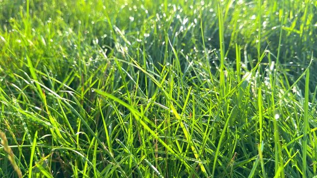Green grass with dew shining from the sun, nature background