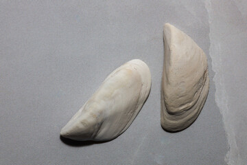 Halves of clam shells on a light background 