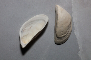 Halves of clam shells on a light background 