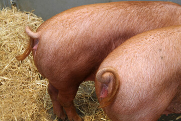 The Curly Tails of Two Adult Tamworth Farm Pigs.