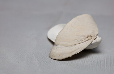 Halves of clam shells on a light background 
