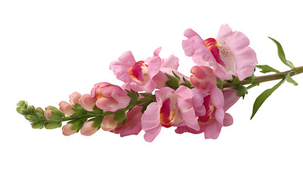 Pink snapdragon bloom on white background