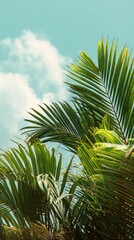 Fototapeta premium Stunning photo of stunning photo of palm Sunday concept photo shows rich green palm leaves against pastel blue sky with soft clouds. Sunny day. Beautiful natural background.