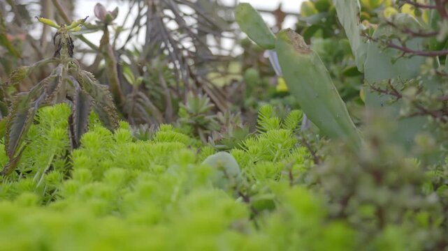 Green plant - Ficus microcarpa