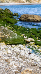 Green Algae on Stone in Shallow Water