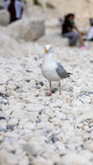 seagull on the beach