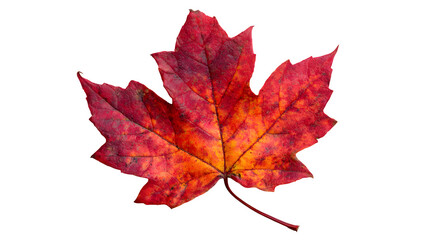 Isolated red maple leaf in autumn colors on a white background